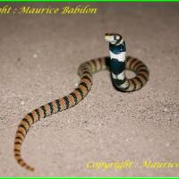 Aspidelaps lubricus