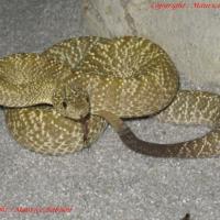 Crotalidés
