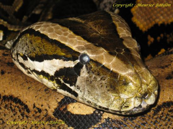 Tête de Python Molurus Bivittatus