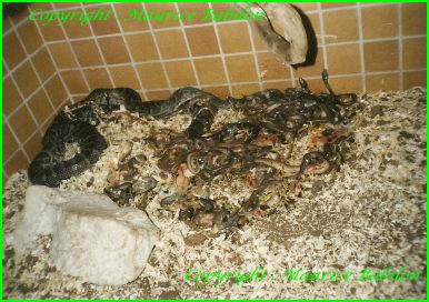 Epicrates Striatus