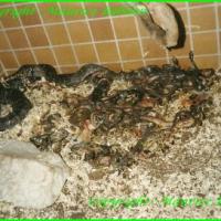 Epicrates Striatus
