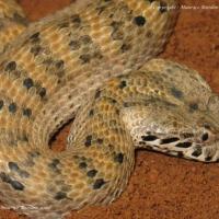 Acanthophis Laevis