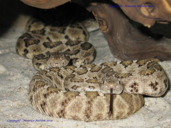 Crotalus Enyo