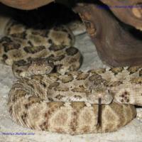 Crotalus Enyo