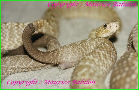 Accouplement Vegrandis