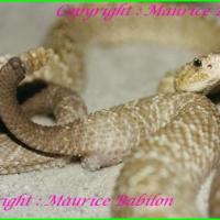 Accouplement Vegrandis