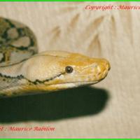 Tête de Python réticulé