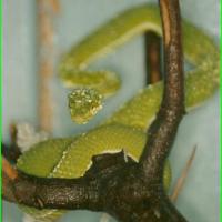 Trimeresurus Albolabris