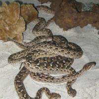 Echis Carinatus Sochurecki