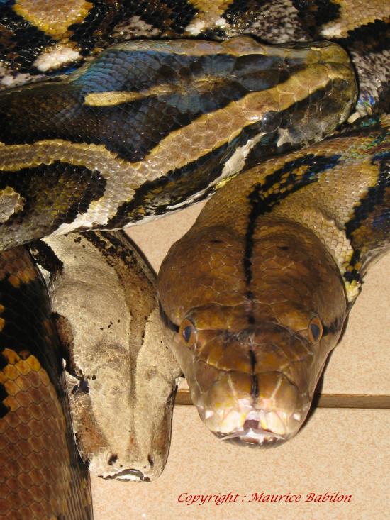 La trilogie Constrictor-Molurus-Reticulatus