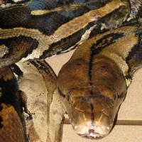 La trilogie Constrictor-Molurus-Reticulatus