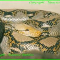 Python Réticulatus