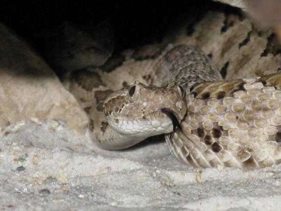 Crotalus Enyo