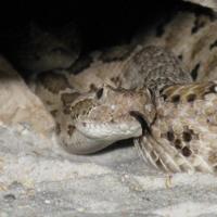 Crotalus Enyo