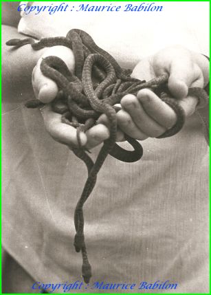 Epicrates Striatus naissances