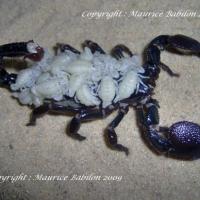 Scorpion