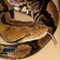 Python Reticulatus