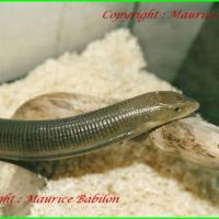 Ophisaure Apode