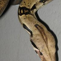 Boa constrictor Constrictor