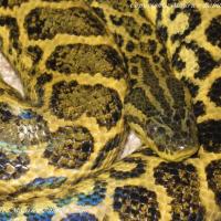 Eunectes Notaeus