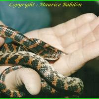 Dinodon rufozonatum