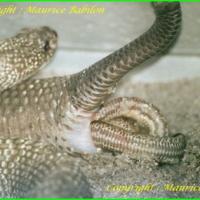 Crotalus vegrandis