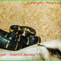 Boiga Dendrophila