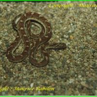 Dasypeltis scabra