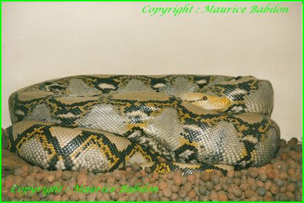 Python Réticulatus