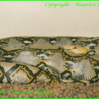 Python Réticulatus