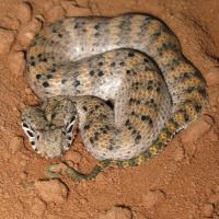 Acanthophis Laevis