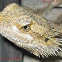 Pogona Vitticeps