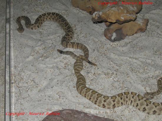 Acouplement Crotalus