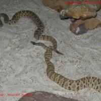 Acouplement Crotalus