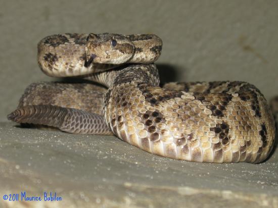 Famille des serpents a sonnettes
