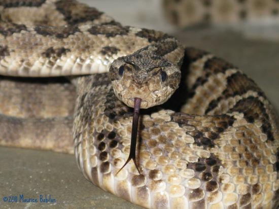 Famille des serpents a sonnettes