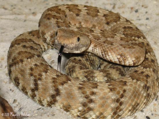 Famille des serpents a sonnettes