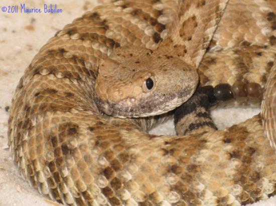 Famille des serpents a sonnettes