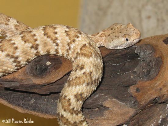 Famille des serpents a sonnettes