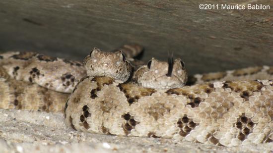 Famille des serpents a sonnettes