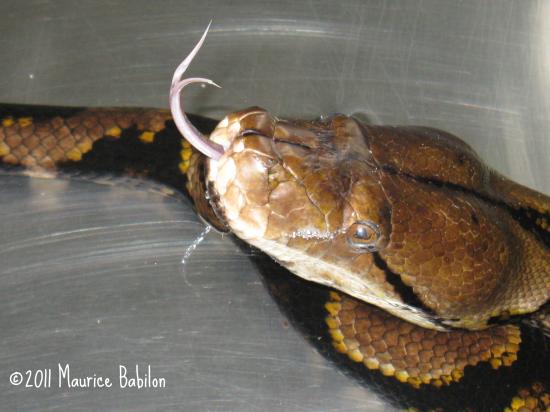 Python réticulatus