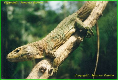 Lezard Caïmans de Guyane